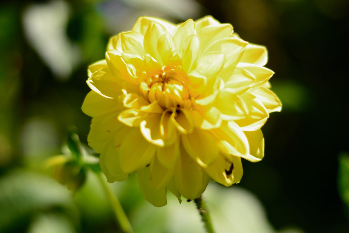 TwilightVisuals's tweet image. Some of our favourite flowers have started to bloom which means we're moving into warmer days! We love tulips, roses, dahlias and calla lilies, what are your favourites?🏵️ 🌹 #twilightvisuals #spring #favouriteflowers