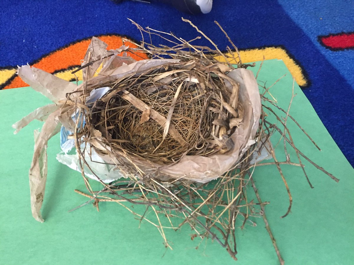 LindsayLBrock's tweet photo. L said: “animal habitats have been destroyed by humans and natural disasters.” Somebody has really been listening to the News2You this week! And the kiddos really enjoyed investigating a bird nest I found in my backyard! #nextlevelzwag #KISDTeamSpEdP2P #n2y @ZwinkKISD @n2yinc https://t.co/XXItWaqObS