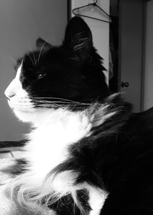 Henri Le Chat Noir At Henrilechatnoir Twitter