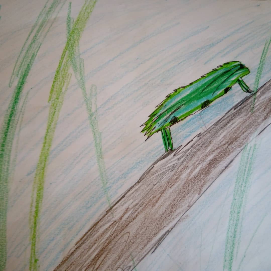 OWLS_Ireland's tweet photo. Looking through some of the entries from our school nature art competition and some amazing pictures. Going to be a tough call for the judges! https://t.co/BCvihBNcJ4