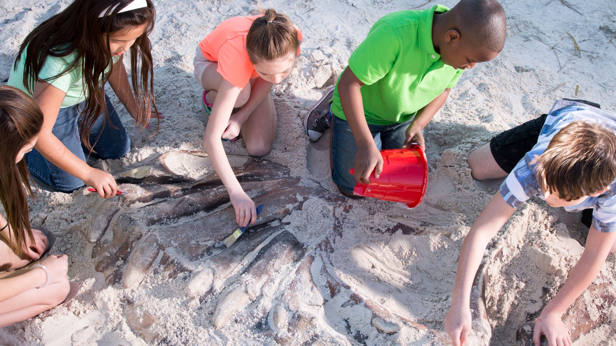 Wild Adventures Theme Park on Twitter "Did you know that dinosaur