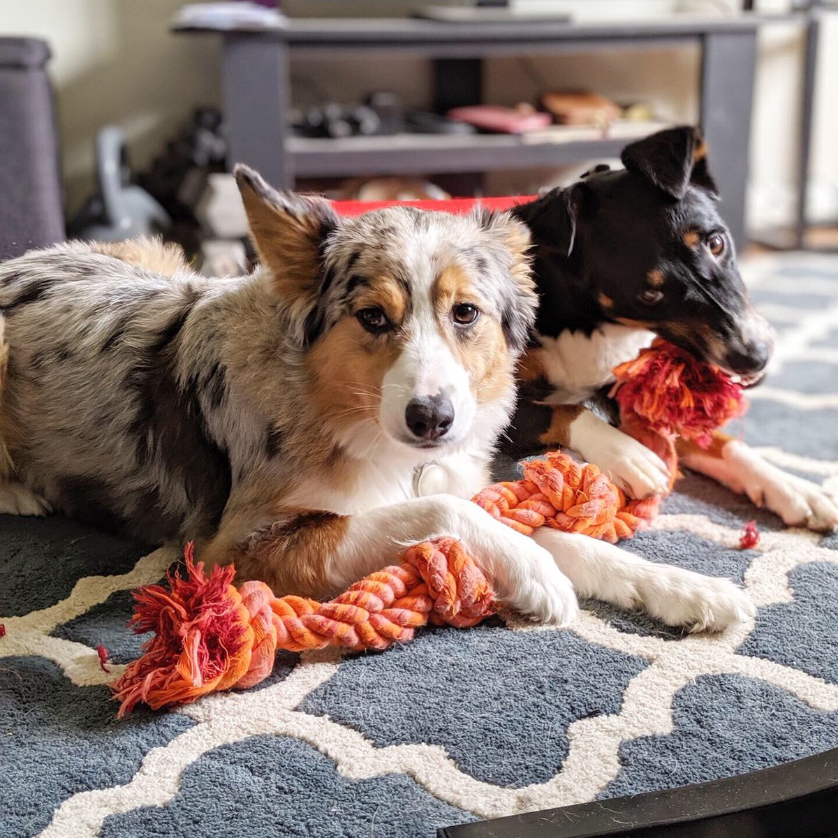 AusPupThoughts's tweet photo. Sometimes I share my toys with my brother.... even when I don’t want to... I’m just that kind of sister 💃 #dogtweets #dogs #doggos @dog_feelings @dog_rates https://t.co/DR3EHsez2F
