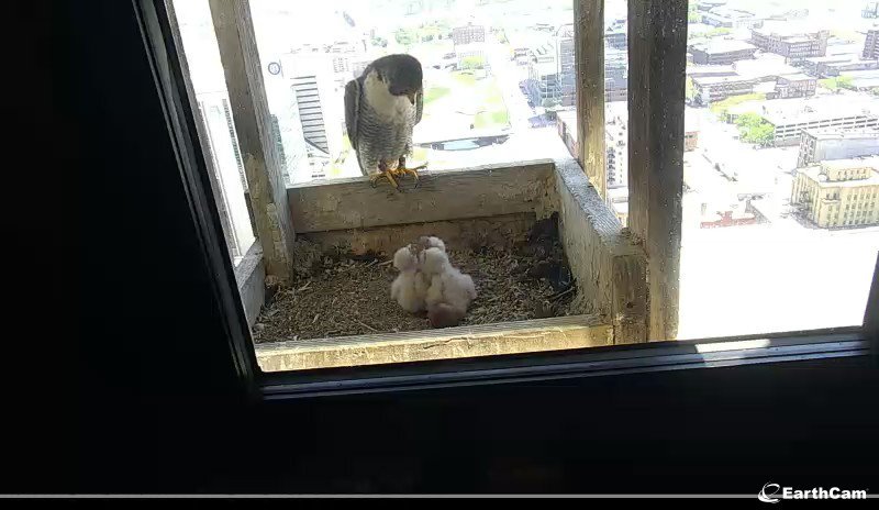ColeSkeit's tweet image. 40% of peregrine falcons survive past their first year of life. That means – at best – we can expect two of our chicks to grow up and start their own families. See them grow up while watching our live camera feed at bit.ly/2ZDPOkQ. #birdwatching #falconwatch