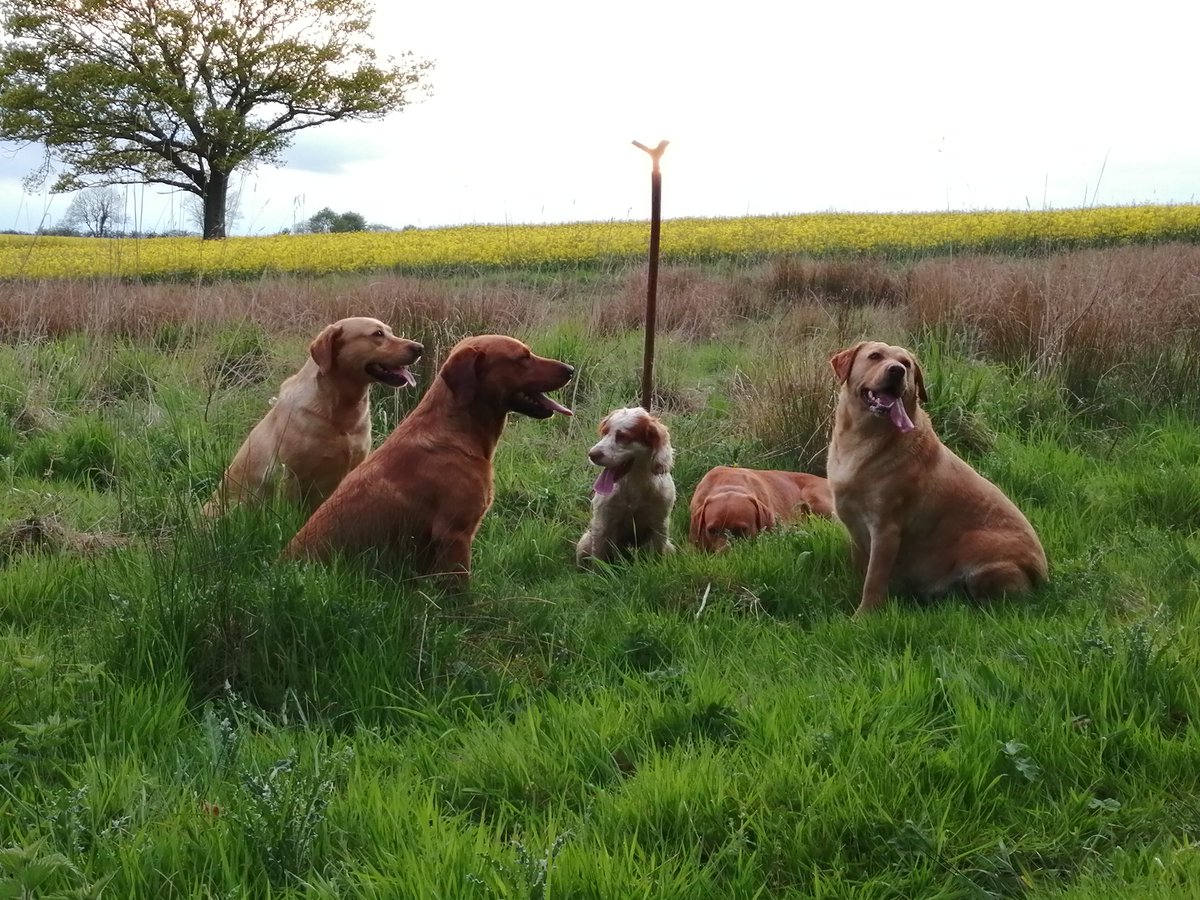 SGundogs's tweet photo. Bootiful North Norfolk! #wells #Stffkey #holkham and a spot of dog training #spaniels #labradors https://t.co/Zj8xWCnbRE