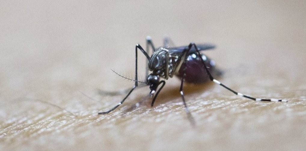 ALERTADESISMO's tweet image. Alerta Sanitaria por brote de Dengue en Rapa Nui, hay 17 personas infectadas por virus: elinformadorchile.com/2019/05/alerta…