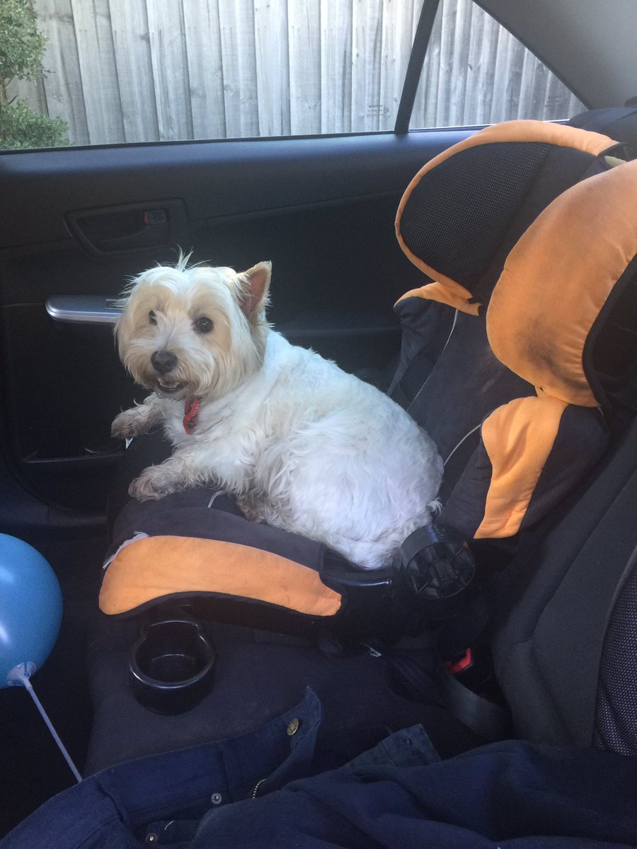 1puppy_Dogs's tweet photo. Ready to go mum! https://t.co/0iBsoBP3h1