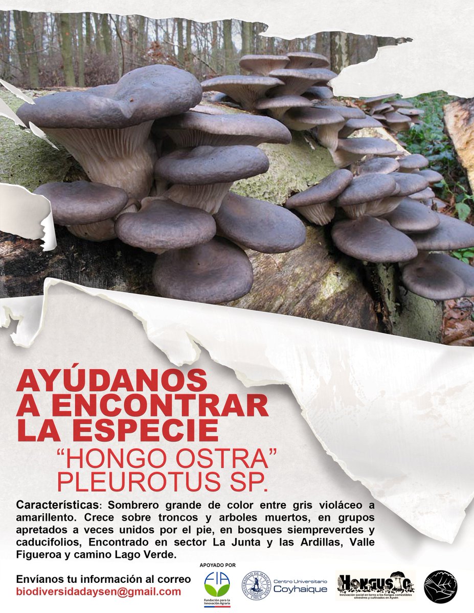SIB_Aysen's tweet photo. #AYÚDANOSAENCONTRARLAESPECIE
Les invitamos a todos y todas a comprometerse con la biodiversidad de la región de Aysén, para contribuir a la investigación científica desde la propia comunidad. Ay��danos a encontrar esta especie!!
.
Escríbenos a biodiversidadaysen@gmail.com https://t.co/aQv8APeL2X