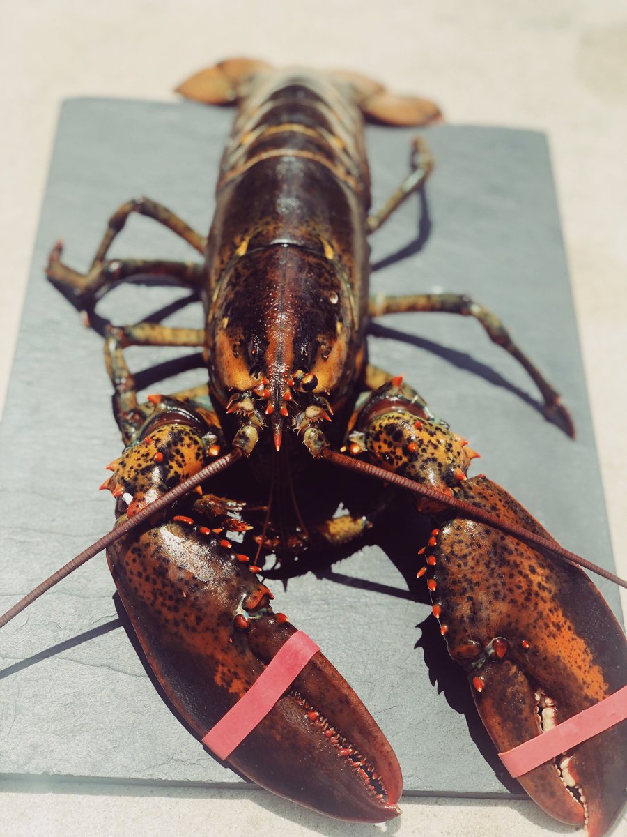 Oak Restaurant tweet media