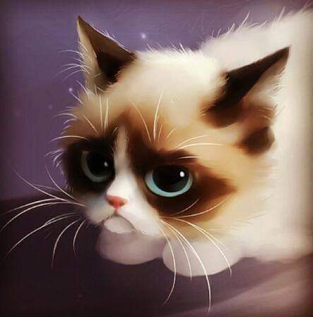 what_da_florida's tweet photo. #RIPtardar #RIPsauce #grumpycat #grumpiercat #grumpy4life #tardarsauce #jesuisgrumpy https://t.co/57oL98PeVW