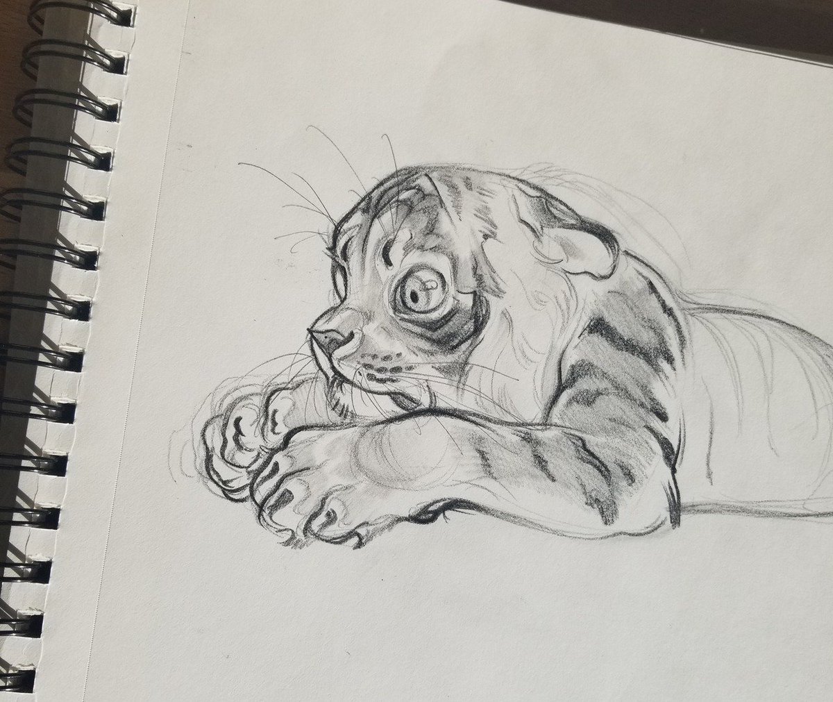 Tiger sketch from a lil while back that Im still really fond of ? 
