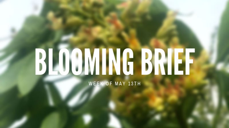 iTreesChicago's tweet image. Let&apos;s take a look at what&apos;s in bloom this week!🌺
.
Head to our blog to read all about it📰itrees.com/blog/blooming-…
.
#treeblog #blog #trees #floweringtrees #bloomingbrief #inbloom #itrees #itreeschicago #horsechestnut #treesrock #treesdelivered🚛 #treesplanted