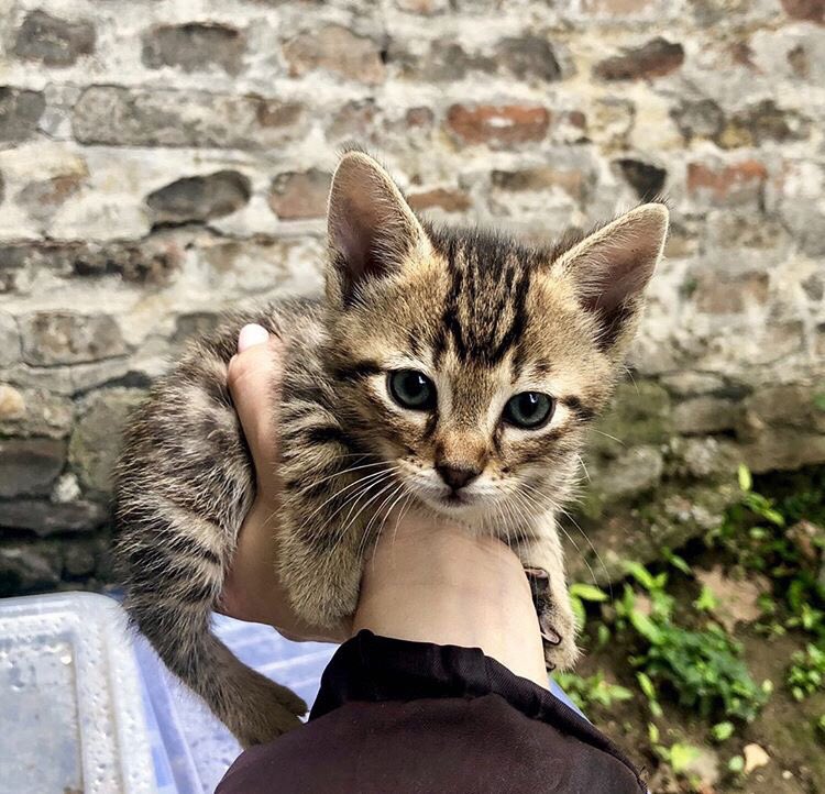 udomljavanje's tweet photo. #udomljavanje “5 macica trazi dom. Cisti, zdravi, pregledani od strane veterinara. Sterilizacija je obezbedjena i obavezna. #Beograd. Iskljucljivo se udomljavaju punoletnim licima ili uz prisustvo roditelja. Dobro razmislite pre udomljenja, mace zive barem 15 godina. 0641198876. https://t.co/ZYCeI1WYzN