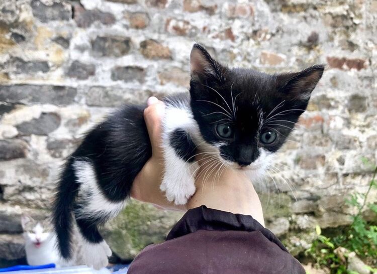 udomljavanje's tweet photo. #udomljavanje “5 macica trazi dom. Cisti, zdravi, pregledani od strane veterinara. Sterilizacija je obezbedjena i obavezna. #Beograd. Iskljucljivo se udomljavaju punoletnim licima ili uz prisustvo roditelja. Dobro razmislite pre udomljenja, mace zive barem 15 godina. 0641198876. https://t.co/ZYCeI1WYzN