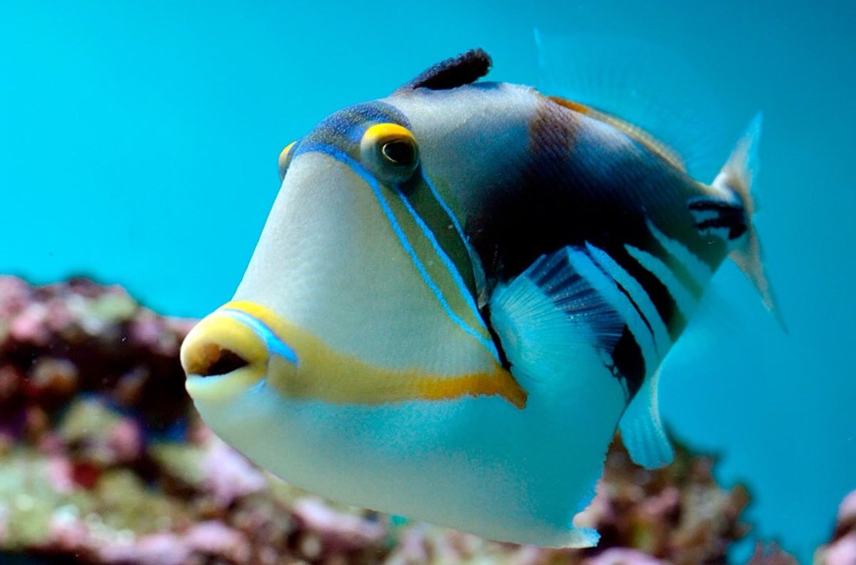 Perduts2's tweet image. Sabias que los peces son  ectotermicos es decir su temperatura corporal depende de la temperatura del medio.#4EI #biologia #Curiosidades