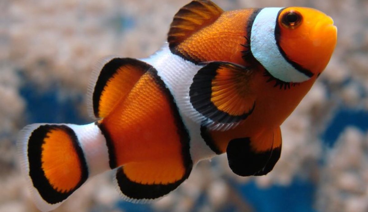 Perduts2's tweet image. Sabias que los peces son  ectotermicos es decir su temperatura corporal depende de la temperatura del medio.#4EI #biologia #Curiosidades