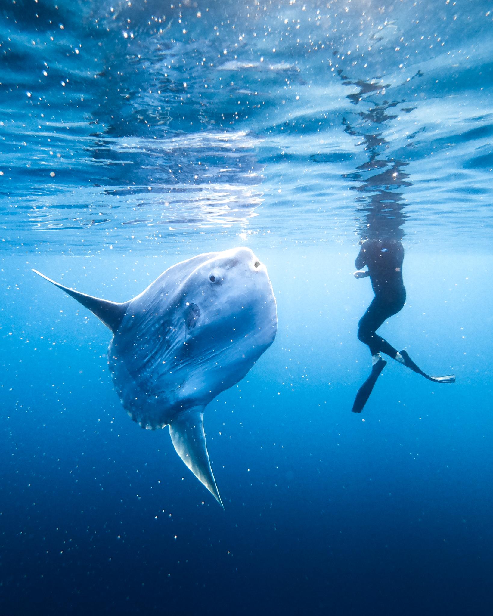 GoPro on X: Did you know the Ocean Sunfish is one of the heaviest bony  fish in the world? Mola Mola sightings with Andy Putnam + #GoProHERO7  Black. #GoPro #Catalina #UnderwaterWorld  /