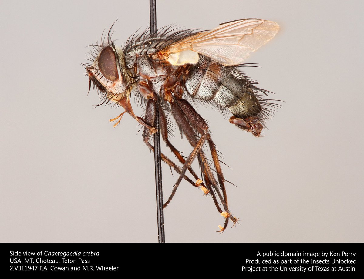 A lovely Tachinid fly, Chaetogaedia crebra! New public domain image by Ken Perry.