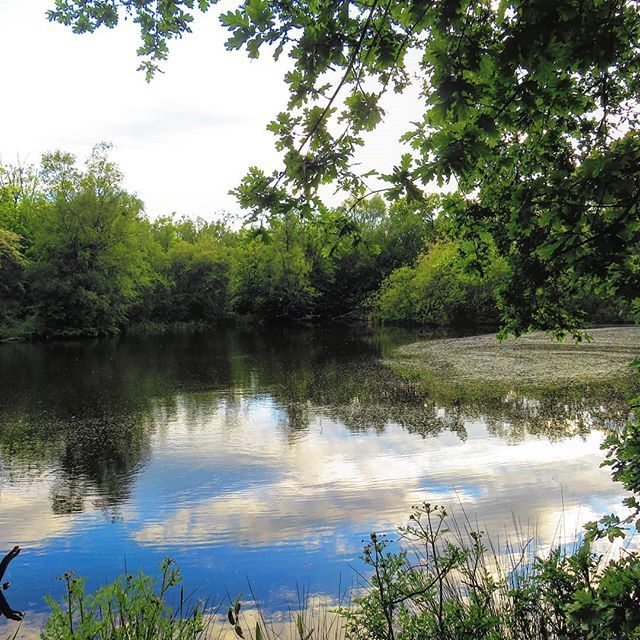 BenjiLee53's tweet image. Pond #reflectingpond #pondreflection #pond #water #tree #trees #bluesky #photographer #photography #sx540hs bit.ly/2QchZmv