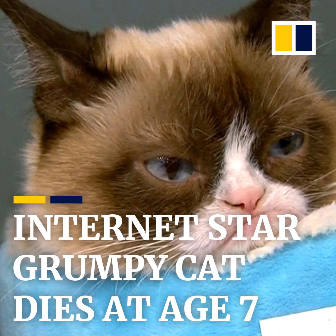 Grumpy Cat Dies Aged 7