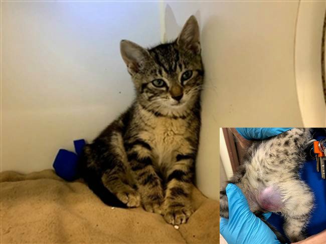 Nyc S Death Row Cats On Twitter Graphic Photo Inside Poor Little 4 Month Old Storm Has An Inguinal Hernia And Need Follow Up Vet Care Https T Co Nvf3ewmbsb Https T Co Cpp4qgpsfi