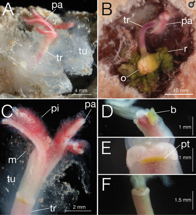 ThanatoBones's tweet photo. Say hi to the 26th species of bone-eating worm Osedax, representing the deepest record of Osedax worldwide to date!
The scientific article can be found here:
https://t.co/bc3BA2tkf9
#osedax #boneeater #taphonomy #bodydecomposition https://t.co/XiWsjSKhRO