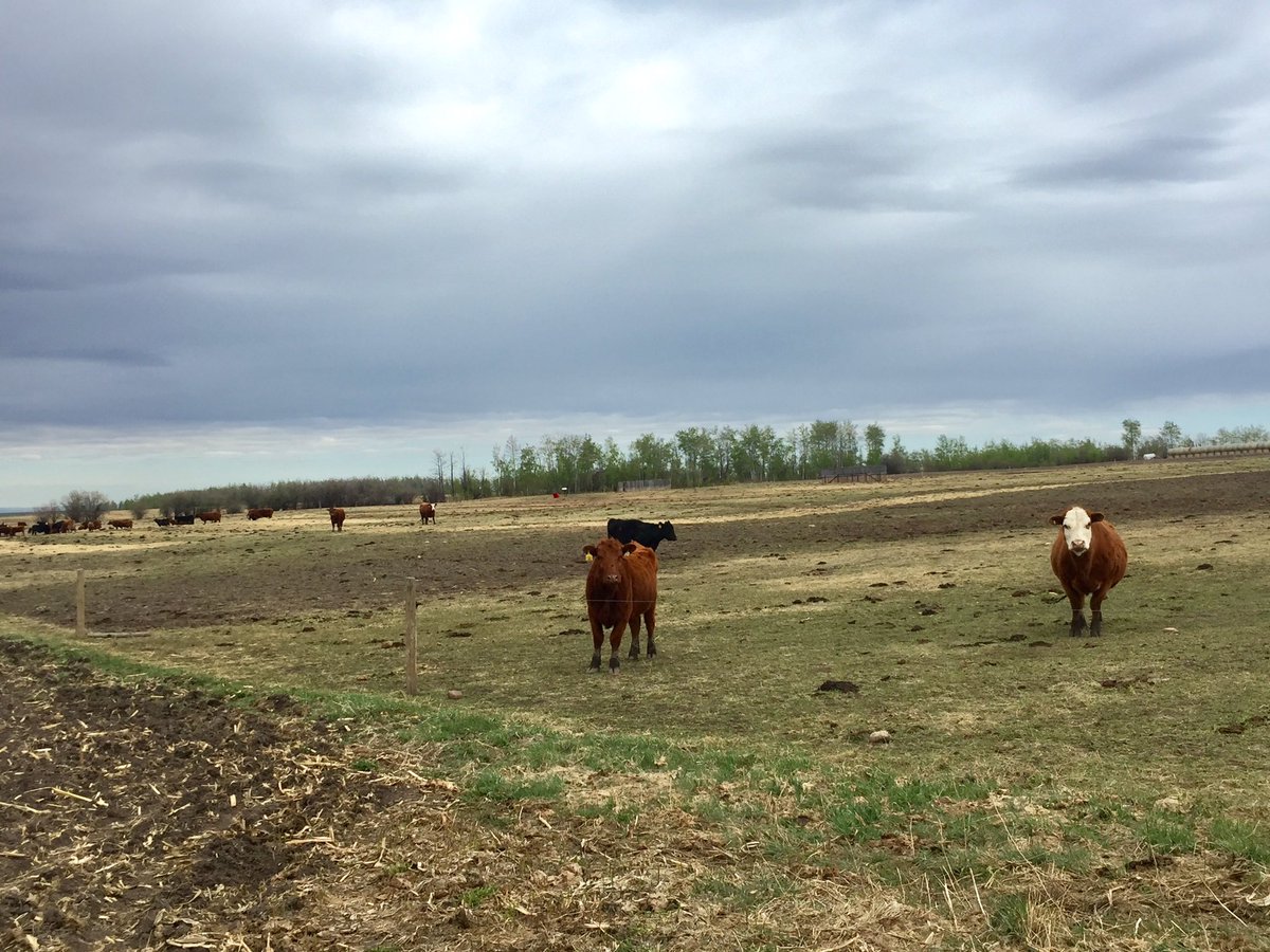 SchoorlemmerS's tweet photo. Seeding corn so these can be happy cows in the fall #happyherbivores #eatbeef #P6909R #pioneerseeds https://t.co/0EFgvx8Nrf