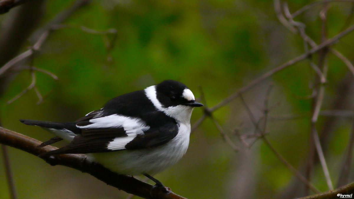 OzgunSozuer's tweet photo. TRAKUS | Photogalery | Collared Flycatcher https://t.co/sb3CIvJALK
#collaredflycatcher #ficedulaalbicollis #halkalısinekkapan #16x9_birds #birding #ornithología #7DM2 #birdsoftwitter #twitcher #birdingchallenge #500pxrtg #ThePhotoHour #400mmL #dailyphoto #PintoFotografía https://t.co/25g6y3sH2v