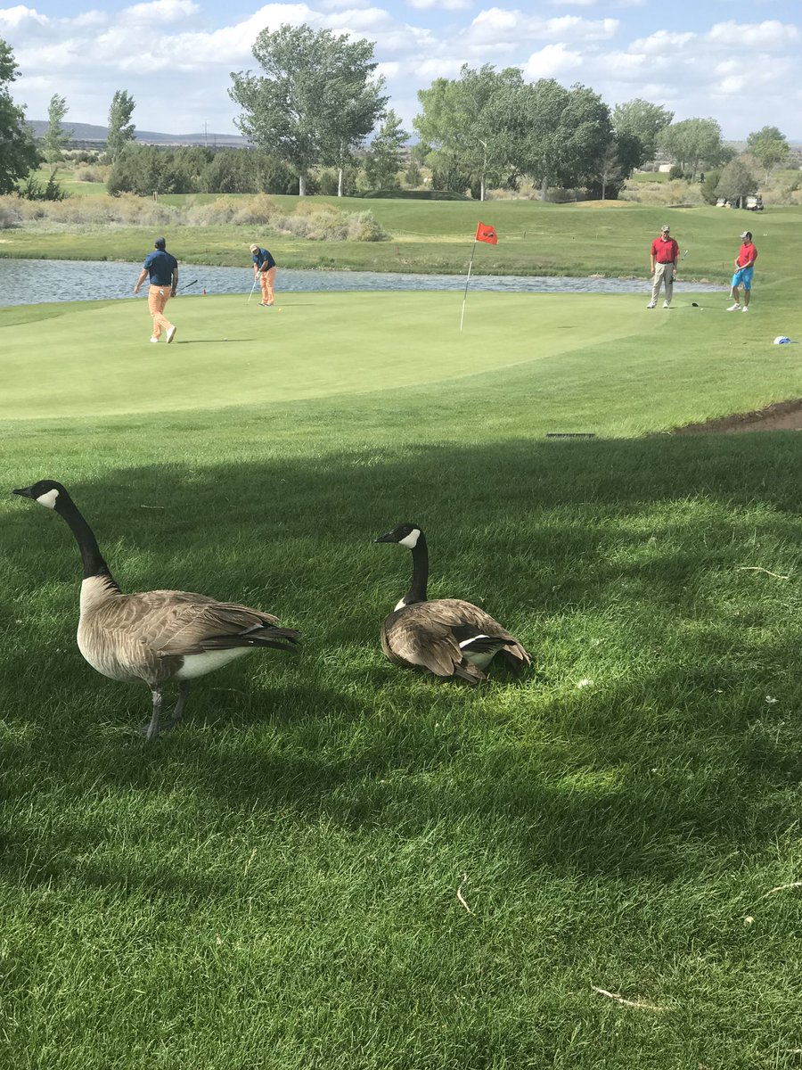 SunCountryGolf's tweet photo. Spectators out in full force today! #FourBall #SCAGA https://t.co/mCWBfZGXeT