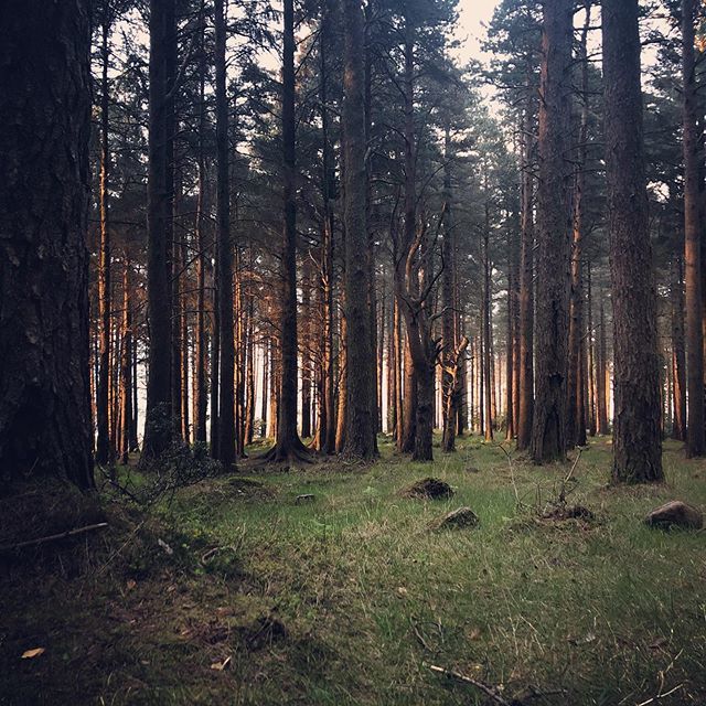 HikersBlog's tweet image. Woods are special places when last light starts to cast that golden hue between the trees. This shot barely does it justice bit.ly/2W2HlJ9
