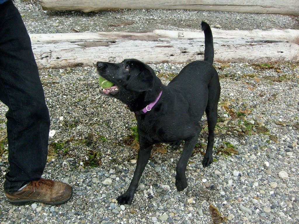 adventuredogs's tweet image. CBD, Seizures and The Dogs We Love! adventuredogs.wordpress.com/2019/05/17/cbd…