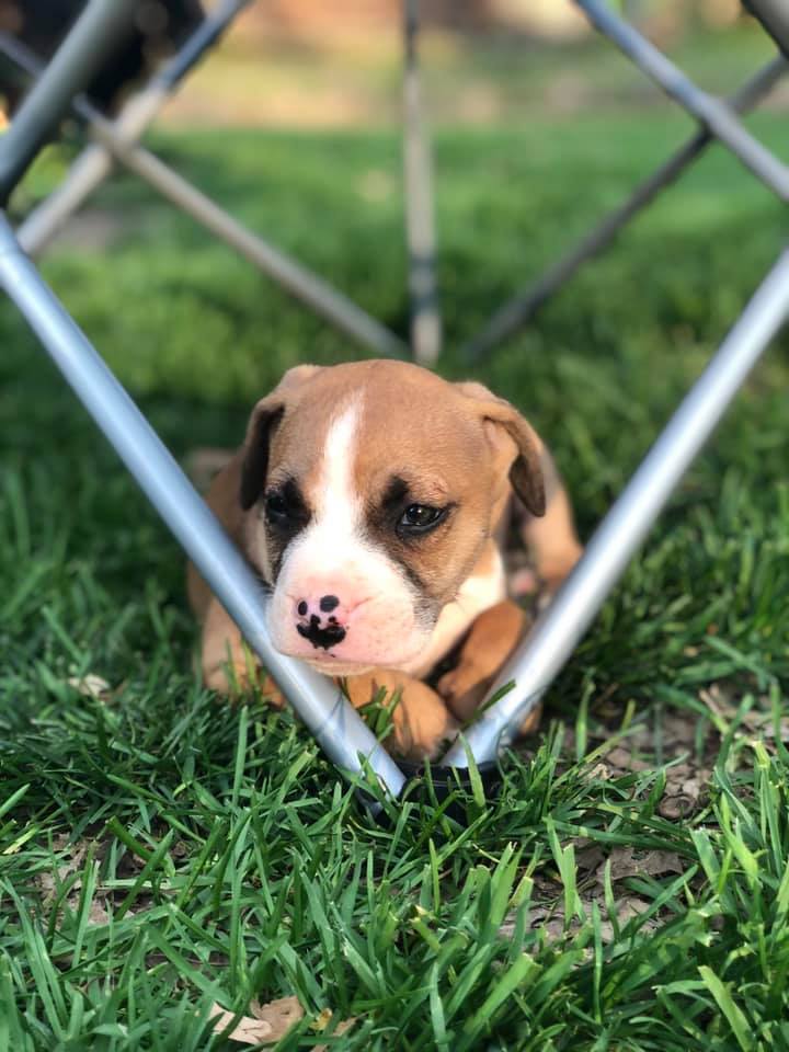 drkarenbecker's tweet photo. These lovely pet photos will instantly brighten your day! 😍 #FanPicsFriday
Share your most adorable photo of your fur baby in the comments section, too! https://t.co/bWnRsKX517