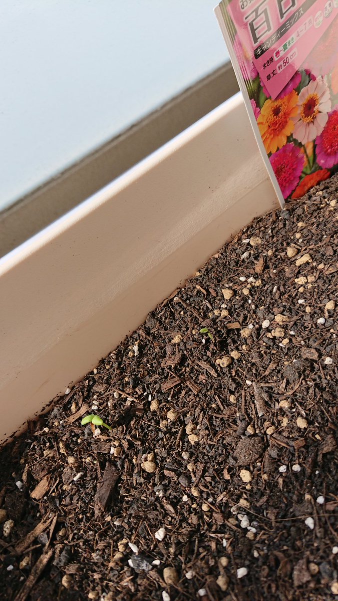 nyagemitsu's tweet photo. hello flower sprouts :) https://t.co/ahw0qtOdnt