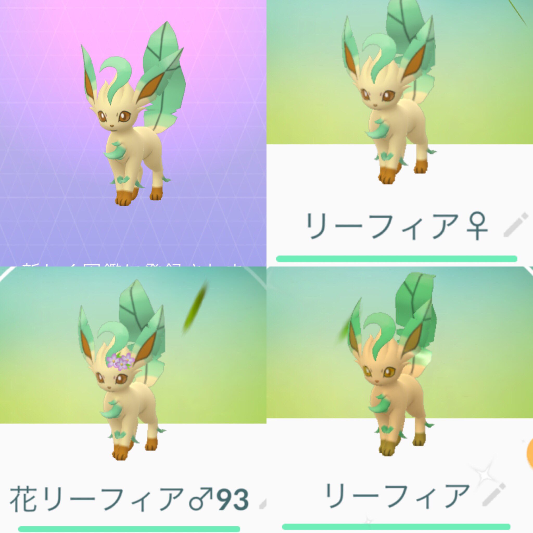 𝒋𝒆𝒔𝒉𝒆 𝑷𝒐𝒌𝒆𝒎𝒐𝒏𝑮𝑶 Lv50 今日から新しいポケモンがたくさん追加されましたね まずはnewモジュールの近くで リーフィア グレイシア ジバコイル ダイノーズ の コンプと色違いや花飾りやキラなど 用意していた分を進化させました