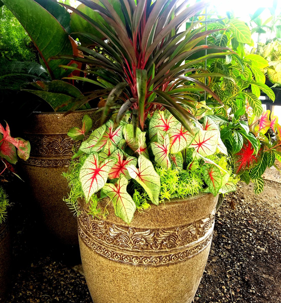 David Adams tweet media