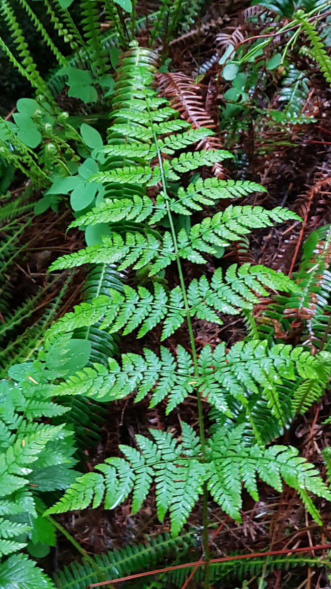 peggybe_oonujut's tweet photo. #IndigenousParadigm
#IndigenousResearch
The nursery logs and stumps had a huge lesson today. They remind me, as I am not a young person, that all stages of life are sacred. And from my bones, I birth sovereign children. #ThinkingGenerations https://t.co/2xvDzIiAiJ