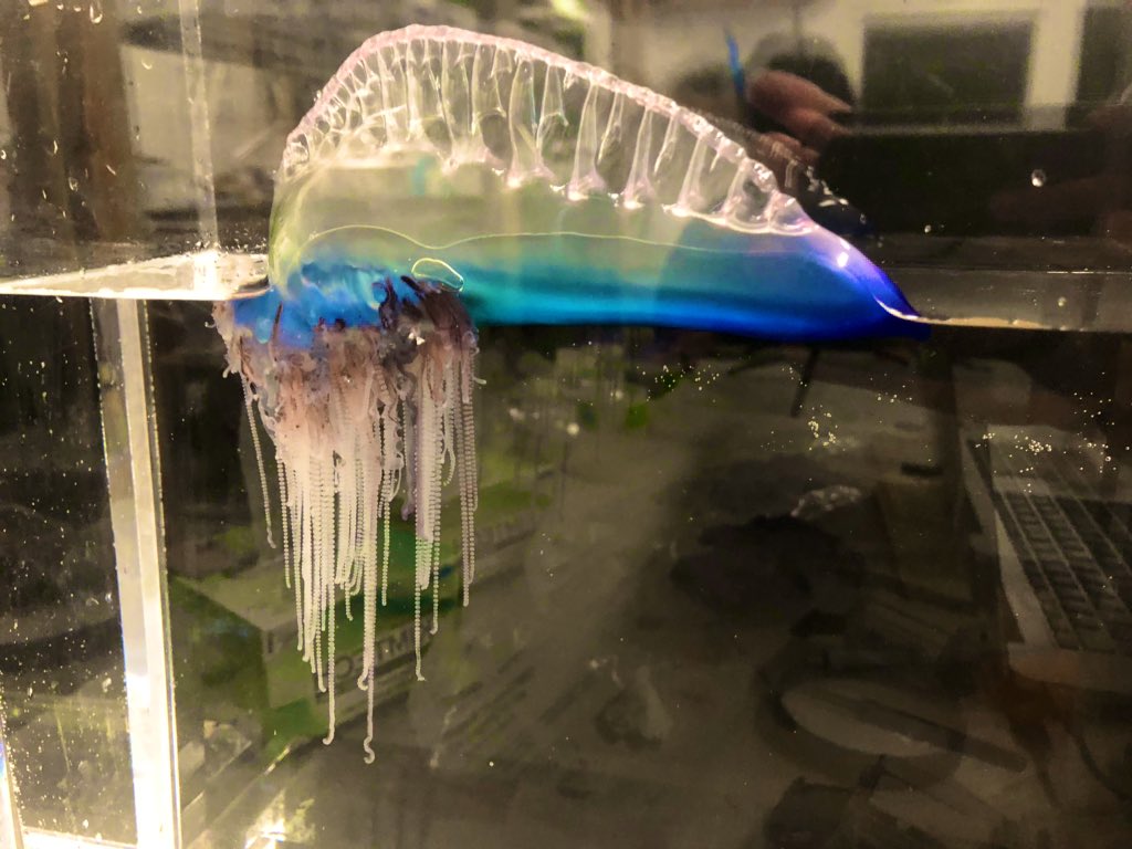 planktomancer's tweet image. Sampling Physalia @BIOSstation with @z_r_lewis and Reza Bergemann! #siphweb #fieldwork