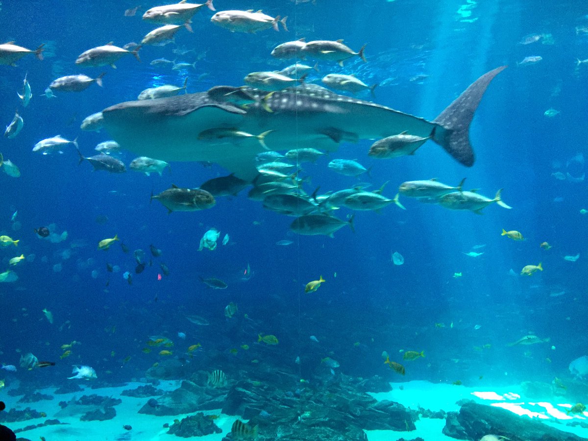 ジョージア水族館