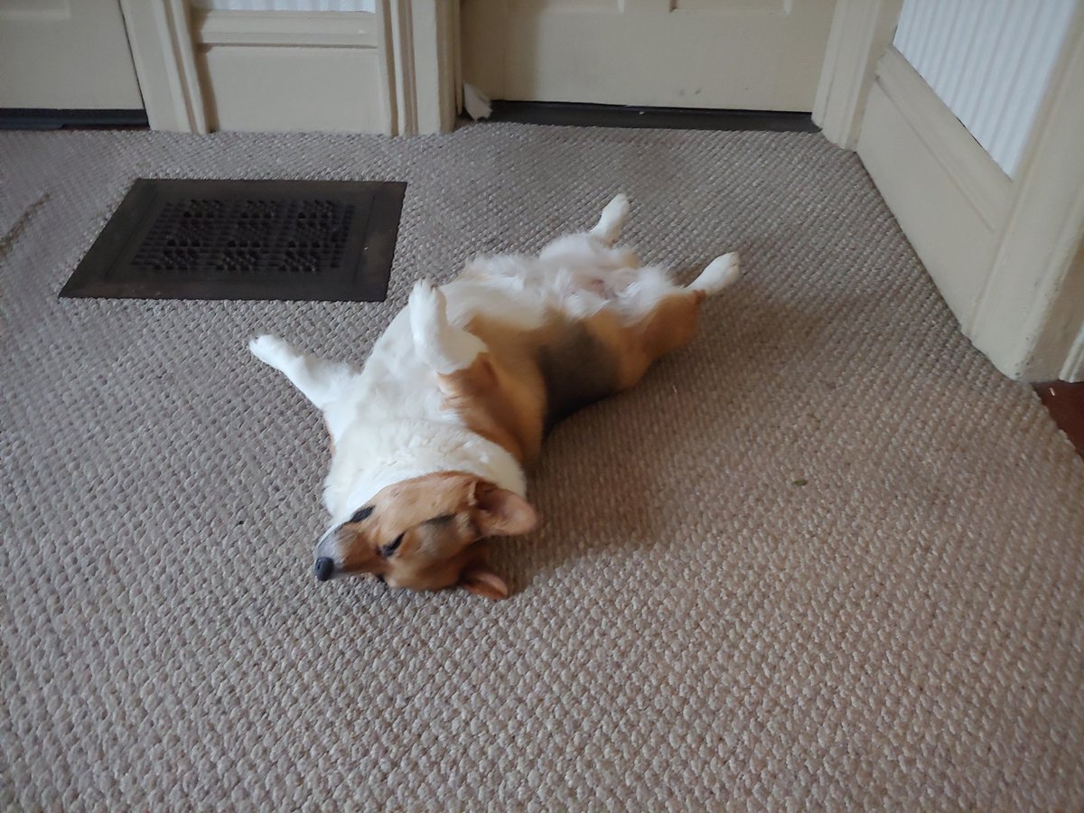 DarlaTheCorgi's tweet photo. https://t.co/LZlhPpKYFM
