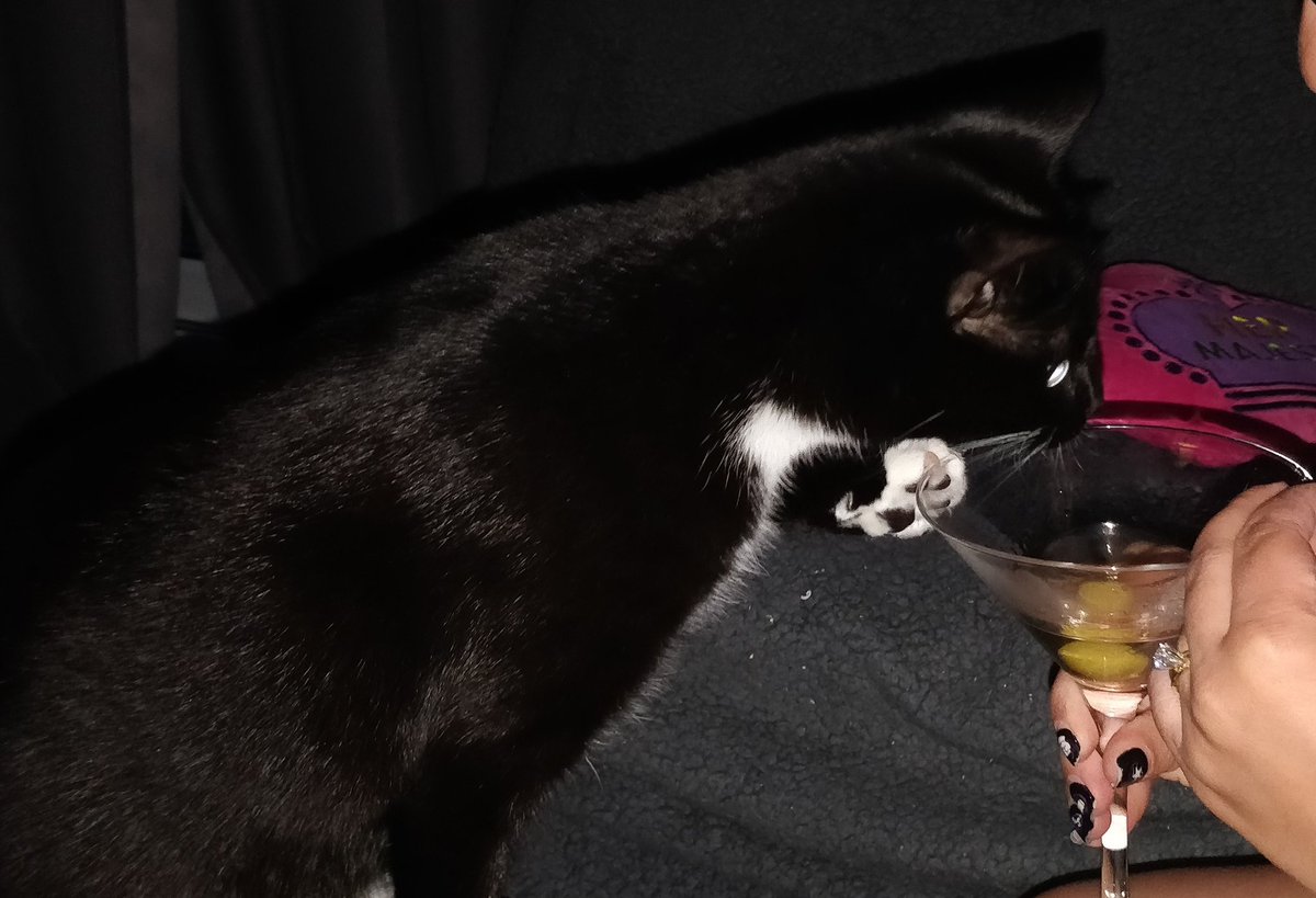PawsMcByrndu's tweet photo. Happy #Caturday everyone! Bellatrix is very disappointing that mummy @FunSizeSuze won't let her have any of her vodka Martini! #CatsOfTwitter #Cats https://t.co/sperDaaiFc