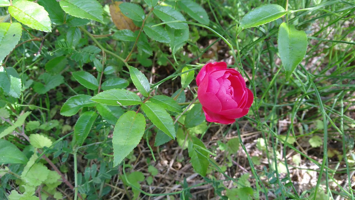 Karan 手入れの悪いシュネープリンセスにまさかの枝変わり赤花 この品種の赤って確かマザーズデイっていうんだよね タイミングよすぎ 薔薇 花 母の日 シュネープリンセス