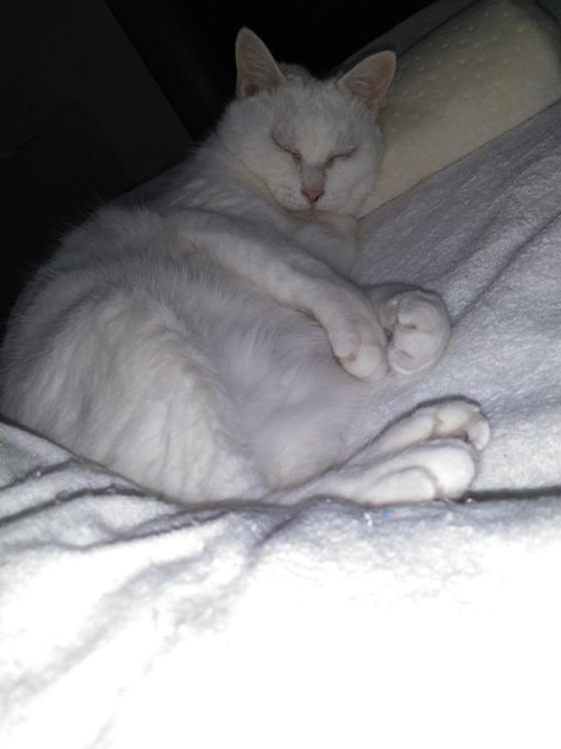 のtwitterイラスト検索結果