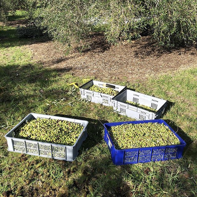 sasanof's tweet photo. Good harvest this year #olives #oliveoil #TernPoint #mangawhai https://t.co/5Bddc1AaXS https://t.co/5eyEC3M01I