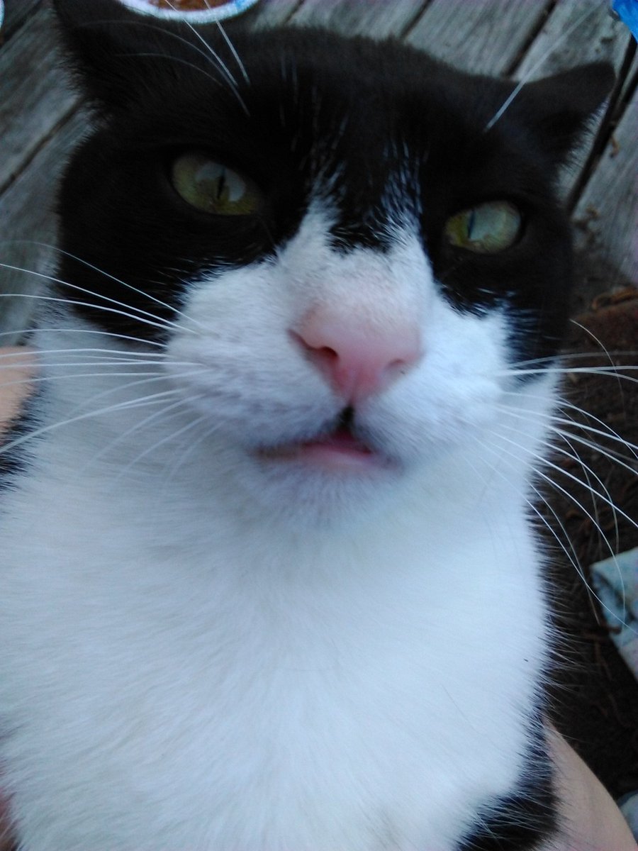 MacTheGingerCat's tweet photo. #TweetAGrumpyFaceForGrumpy #RIPGrumpyCat https://t.co/6eXf8mICZL