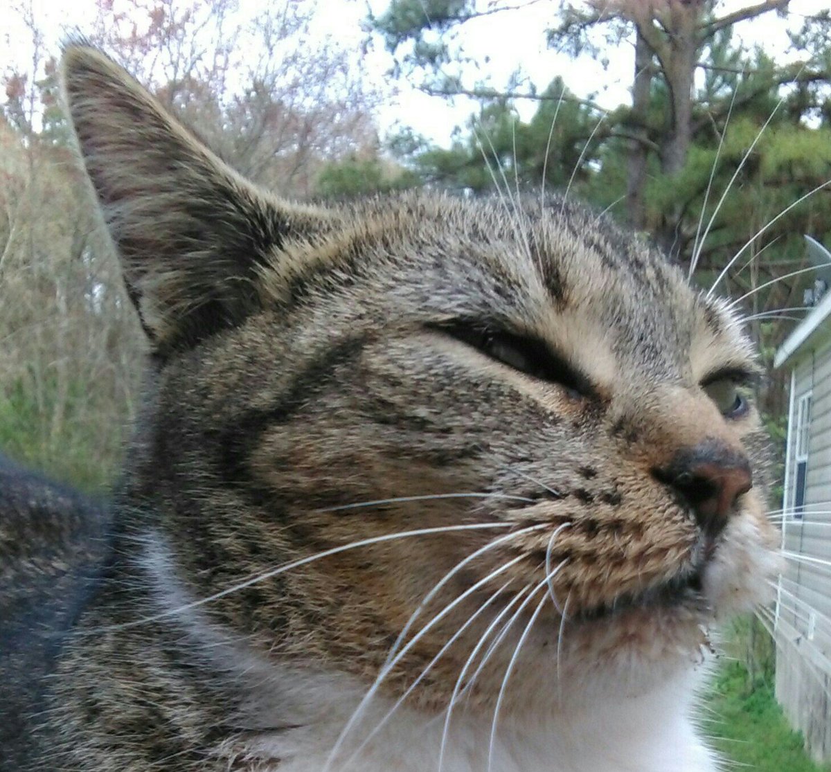 MacTheGingerCat's tweet photo. #TweetAGrumpyFaceForGrumpy #RIPGrumpyCat https://t.co/6eXf8mICZL