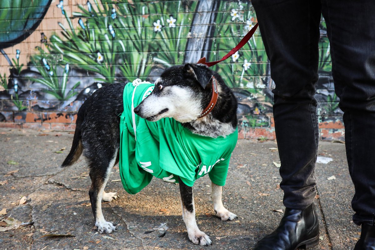 Chilli is taking the role of #democracydog very seriously 🐕 <a href="/CentralNewsUTS/">UTS Journalism</a> #ausvotes