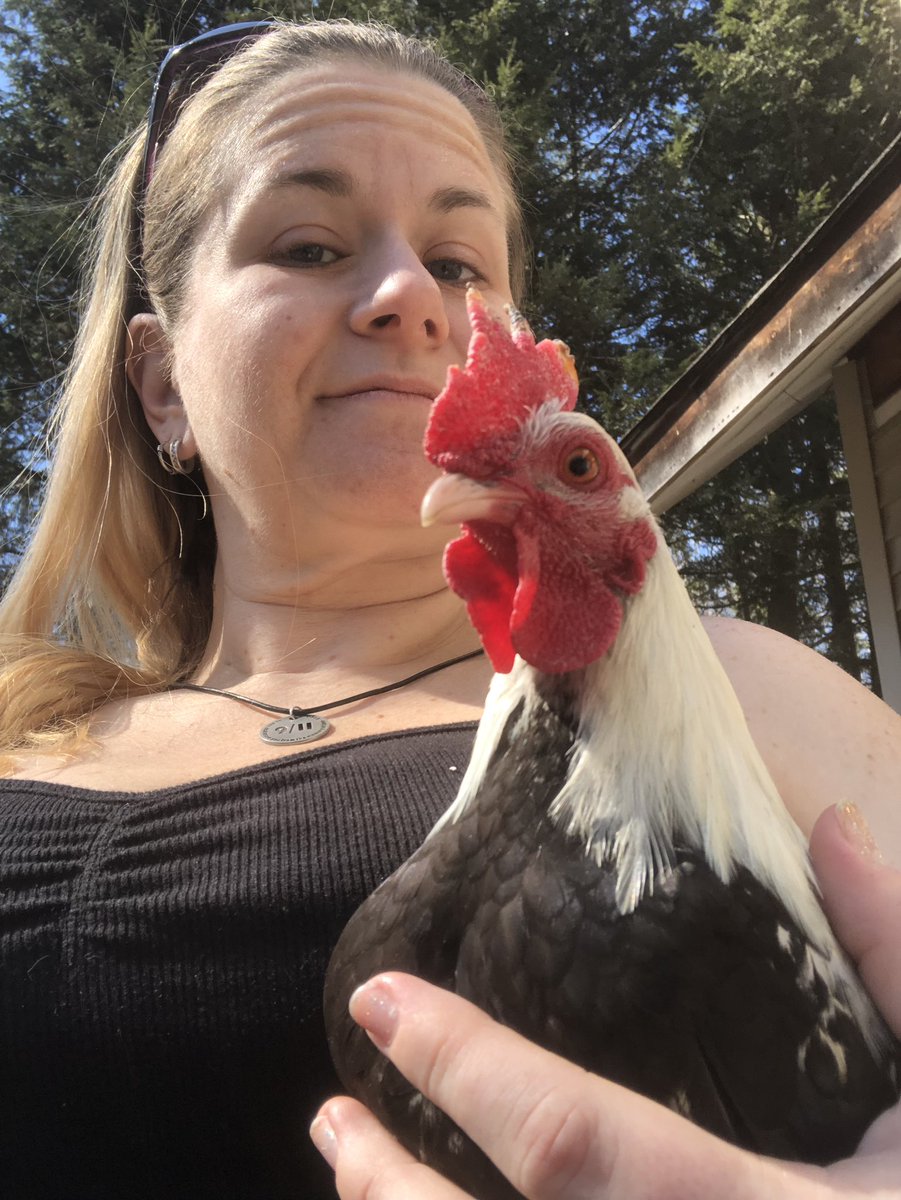 ThatClinical's tweet photo. You guys, our famous #LapRooster, Napoleon, was killed by the fox that’s been getting to my flock. We are DEVASTATED. RIP Poles, we love you buddy. 🐓 💔 #ChickenNurses https://t.co/nOyIrTU7L4
