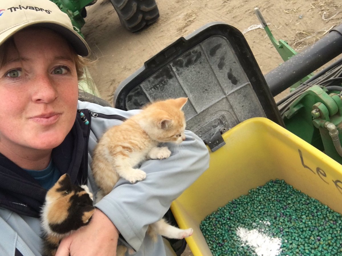 Corn Trial in the making: Dekalb 26-40 + Quickroots and Jumpstart. Got some helpful summer students; Delores and Lucky. <a href="/UFAcooperative/">UFA Co-operative</a> <a href="/DEKALB_Canada/">DEKALB Canada</a> @babysendz @AcceleronCA