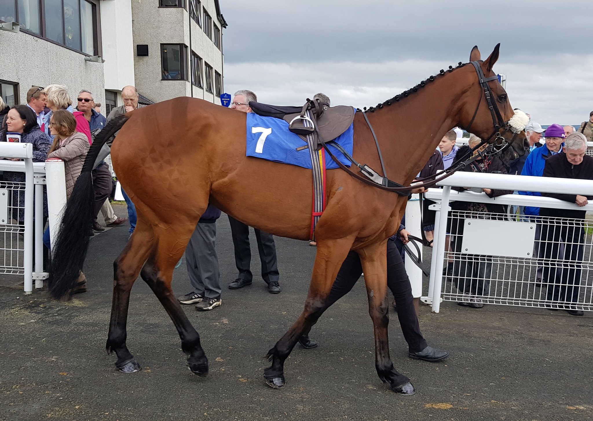 Hexham Racecourse on Twitter "Champagne To Go is the Best Turned Out