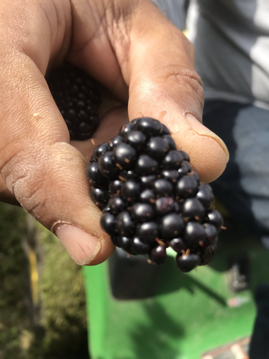 patdagrella's tweet photo. We are at the farm today for u pick blackberries. Also at Grand Parkway and Tomball Farmers Markets. https://t.co/ZK15Im4F3b