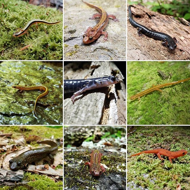 Philip Gould, Ph.D. tweet media